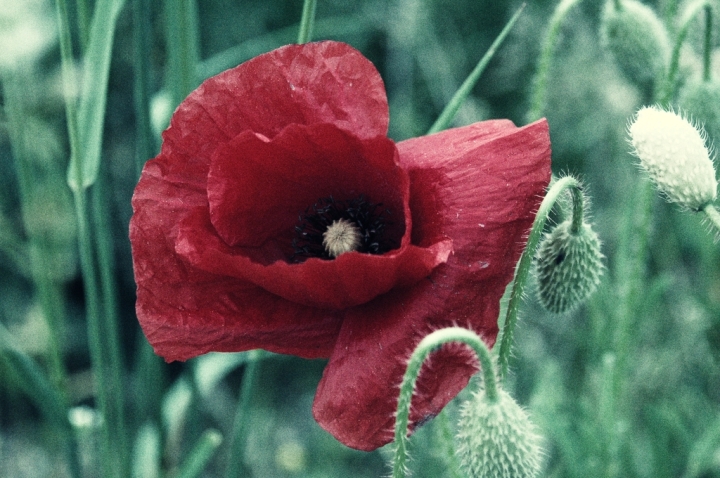 07_flowers-poppy