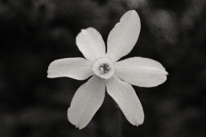 10_flowers-daffodil